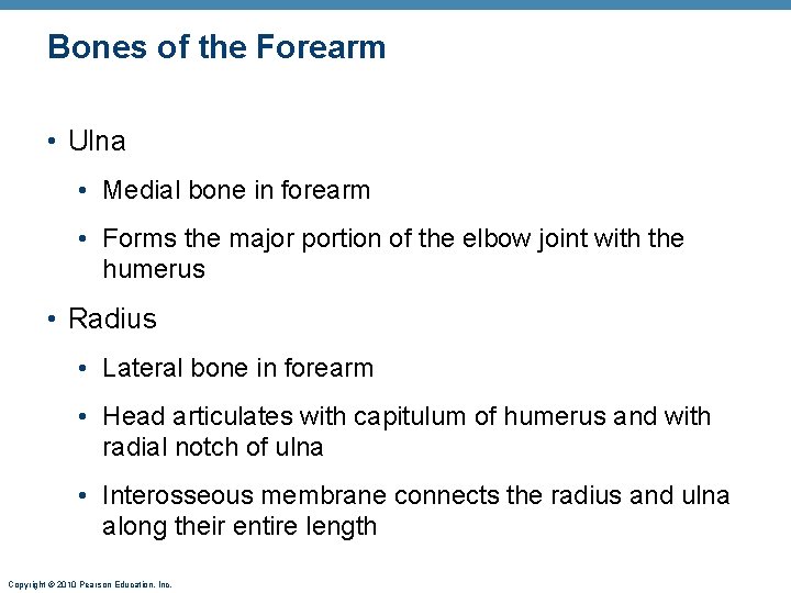 Bones of the Forearm • Ulna • Medial bone in forearm • Forms the