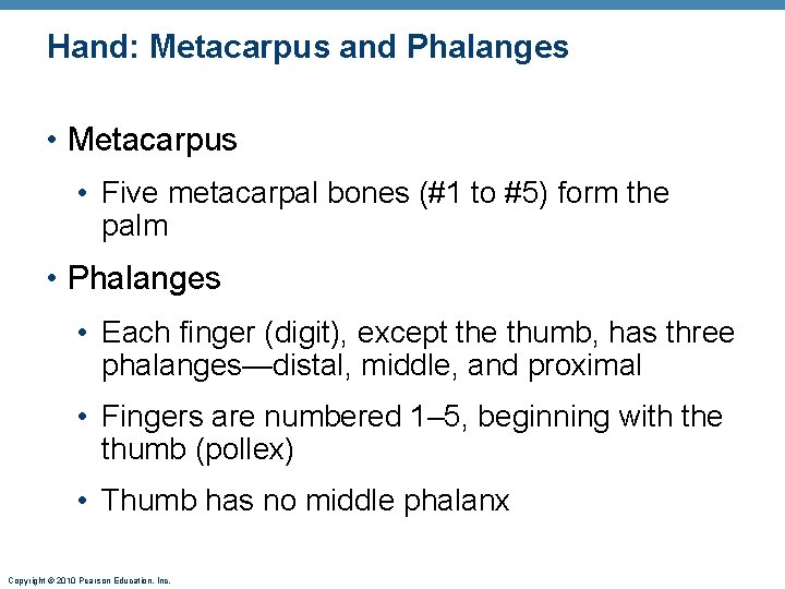 Hand: Metacarpus and Phalanges • Metacarpus • Five metacarpal bones (#1 to #5) form