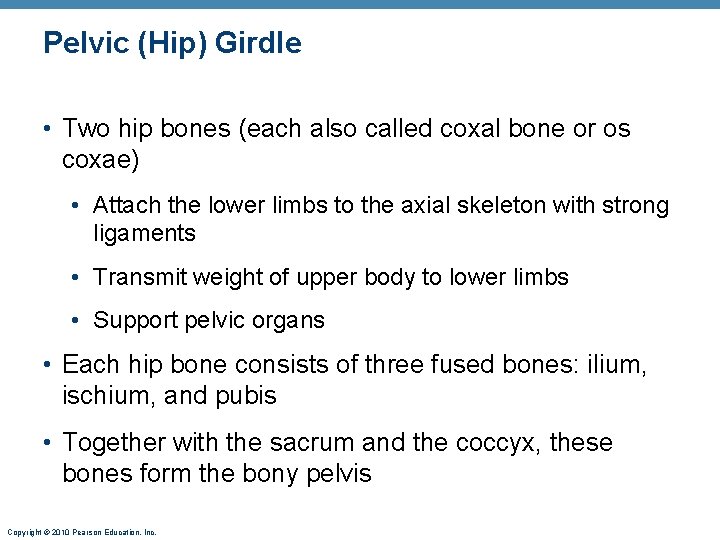 Pelvic (Hip) Girdle • Two hip bones (each also called coxal bone or os