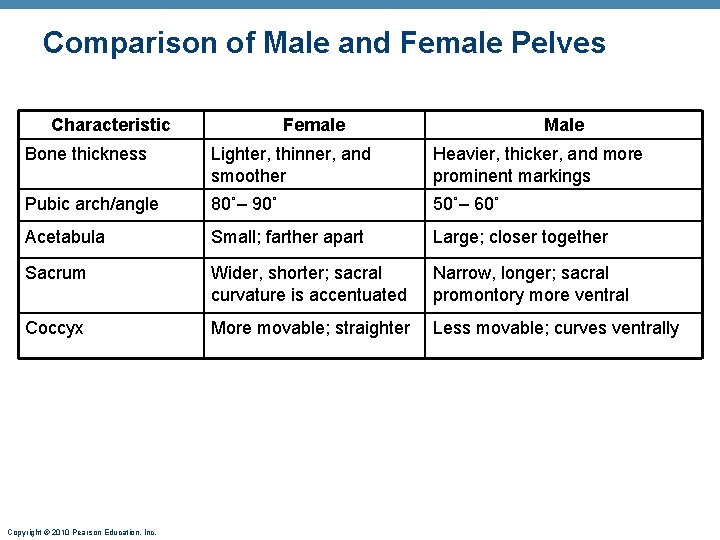 Comparison of Male and Female Pelves Characteristic Female Male Bone thickness Lighter, thinner, and