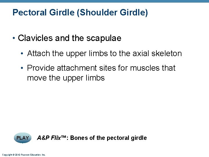Pectoral Girdle (Shoulder Girdle) • Clavicles and the scapulae • Attach the upper limbs