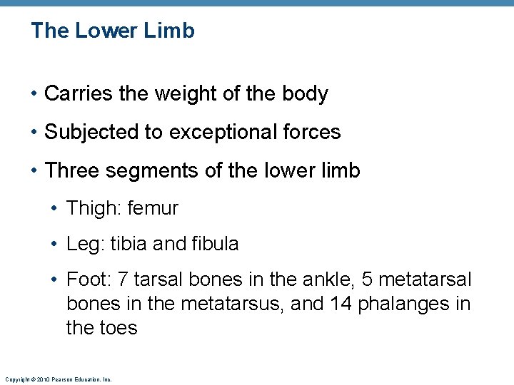 The Lower Limb • Carries the weight of the body • Subjected to exceptional