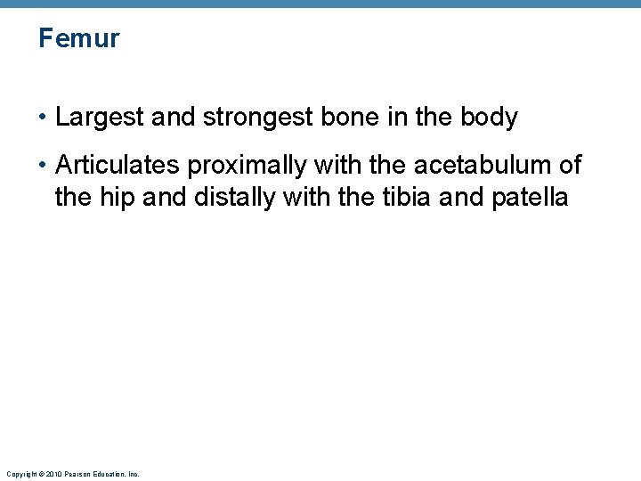 Femur • Largest and strongest bone in the body • Articulates proximally with the