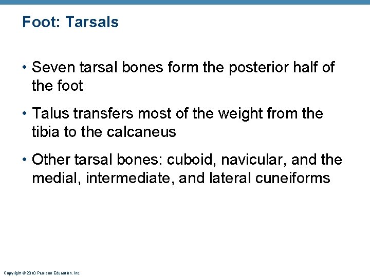 Foot: Tarsals • Seven tarsal bones form the posterior half of the foot •