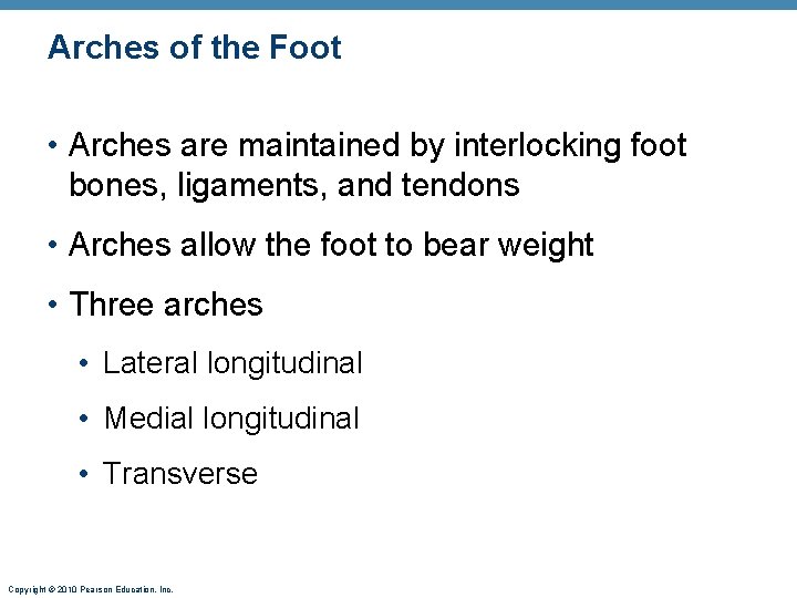Arches of the Foot • Arches are maintained by interlocking foot bones, ligaments, and