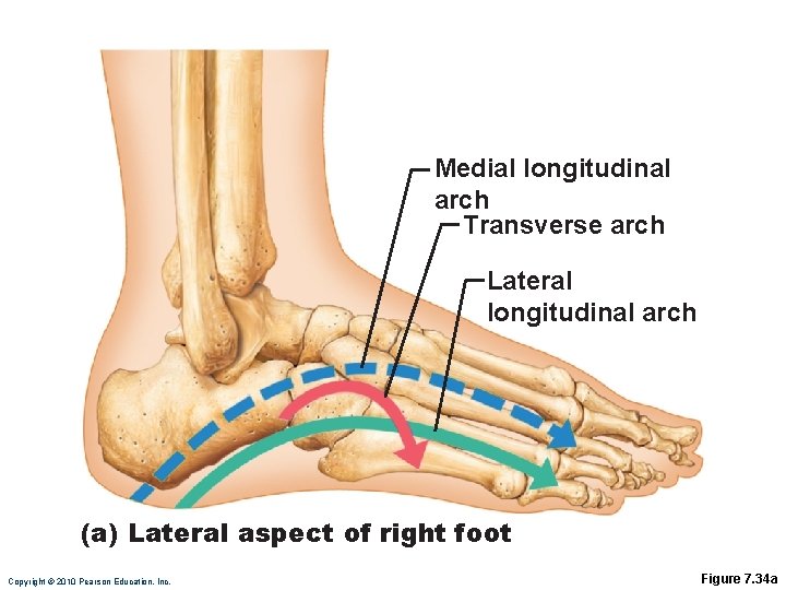 Medial longitudinal arch Transverse arch Lateral longitudinal arch (a) Lateral aspect of right foot
