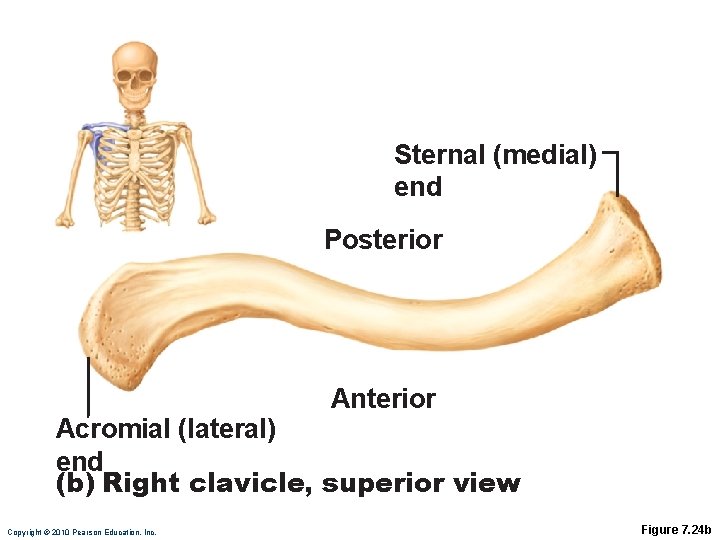 Sternal (medial) end Posterior Anterior Acromial (lateral) end (b) Right clavicle, superior view Copyright