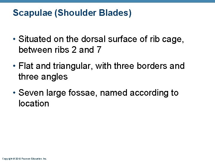 Scapulae (Shoulder Blades) • Situated on the dorsal surface of rib cage, between ribs