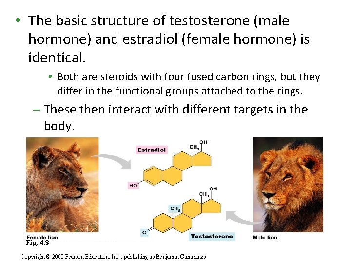  • The basic structure of testosterone (male hormone) and estradiol (female hormone) is