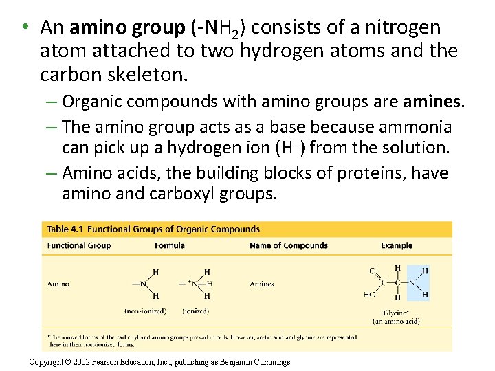  • An amino group (-NH 2) consists of a nitrogen atom attached to