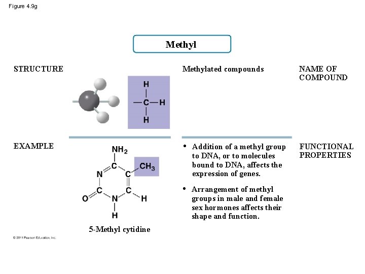 Figure 4. 9 g Methyl STRUCTURE Methylated compounds NAME OF COMPOUND EXAMPLE • Addition