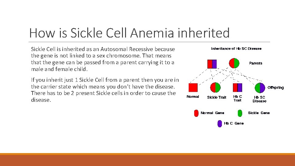 How is Sickle Cell Anemia inherited Sickle Cell is inherited as an Autosomal Recessive