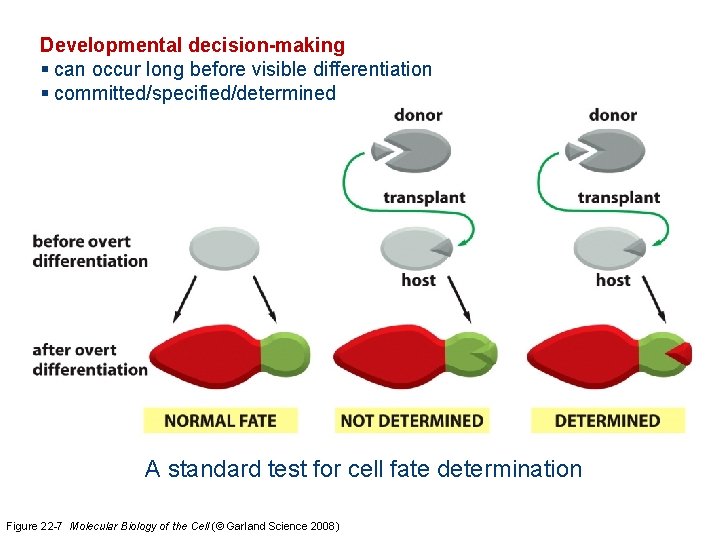 Developmental decision-making § can occur long before visible differentiation § committed/specified/determined A standard test