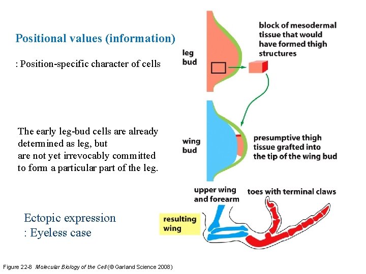 Positional values (information) : Position-specific character of cells The early leg-bud cells are already