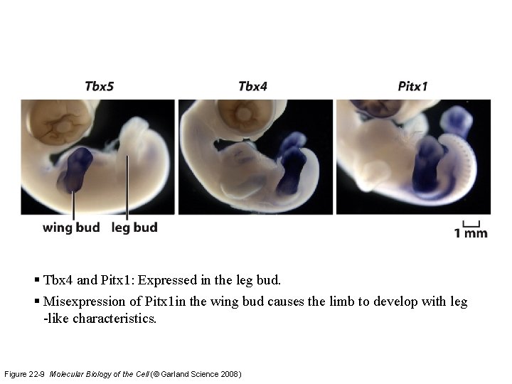 § Tbx 4 and Pitx 1: Expressed in the leg bud. § Misexpression of