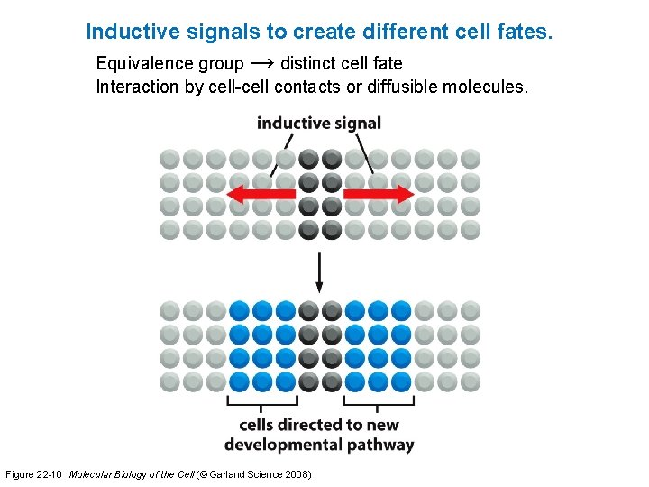 Inductive signals to create different cell fates. Equivalence group → distinct cell fate Interaction