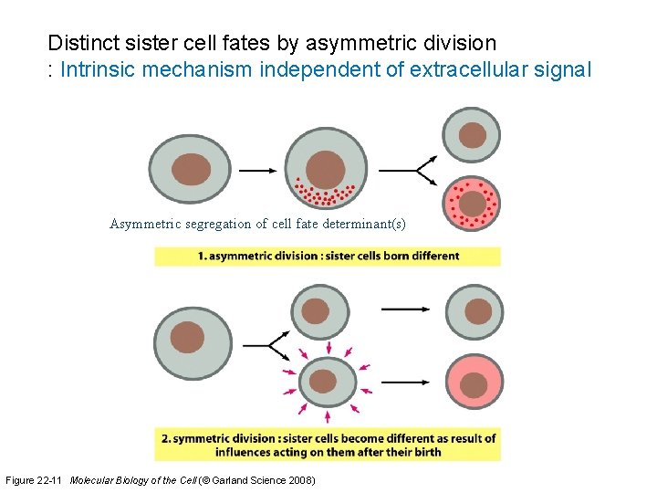 Distinct sister cell fates by asymmetric division : Intrinsic mechanism independent of extracellular signal