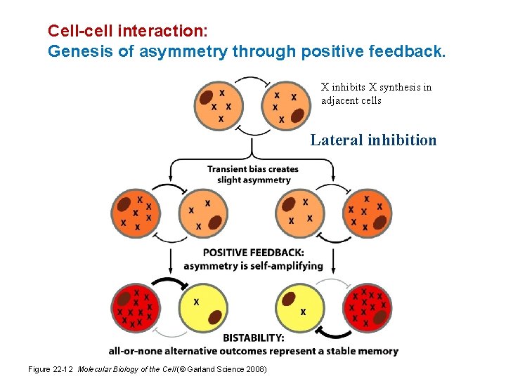 Cell-cell interaction: Genesis of asymmetry through positive feedback. X inhibits X synthesis in adjacent