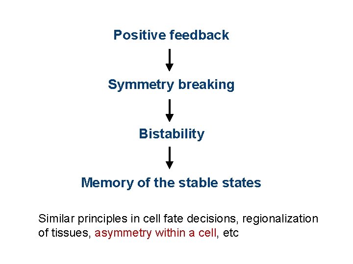 Positive feedback Symmetry breaking Bistability Memory of the stable states Similar principles in cell