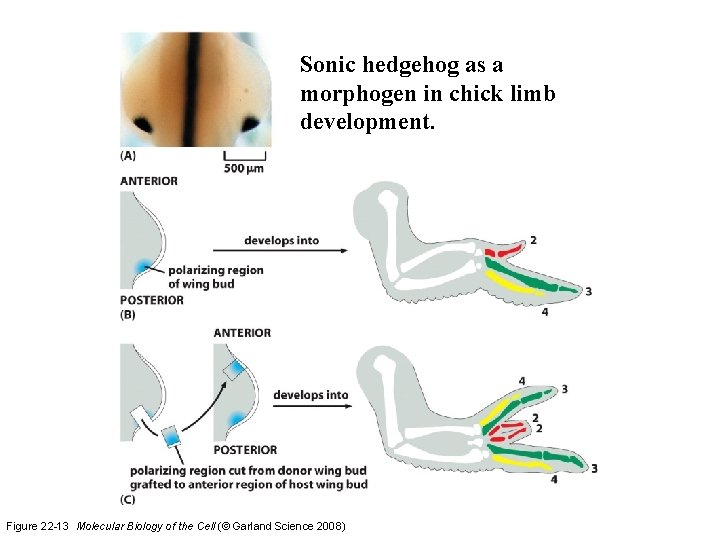 Sonic hedgehog as a morphogen in chick limb development. Figure 22 -13 Molecular Biology