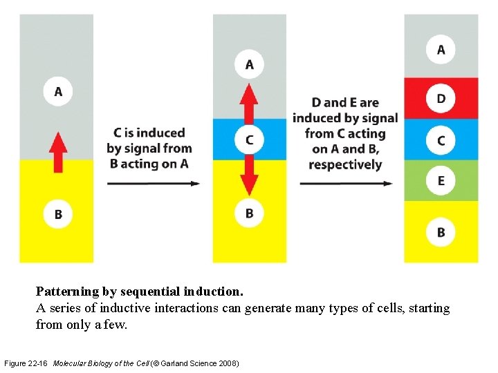 Patterning by sequential induction. A series of inductive interactions can generate many types of