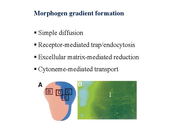 Morphogen gradient formation § Simple diffusion § Receptor-mediated trap/endocytosis § Excellular matrix-mediated reduction §