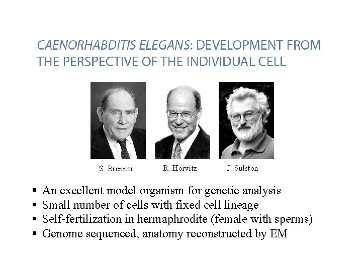 S. Brenner § § R. Horvitz J. Sulston An excellent model organism for genetic