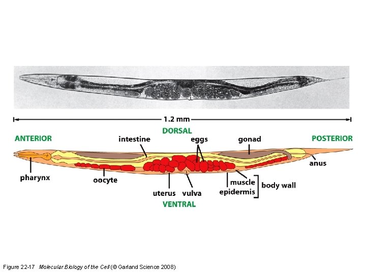 Figure 22 -17 Molecular Biology of the Cell (© Garland Science 2008) 