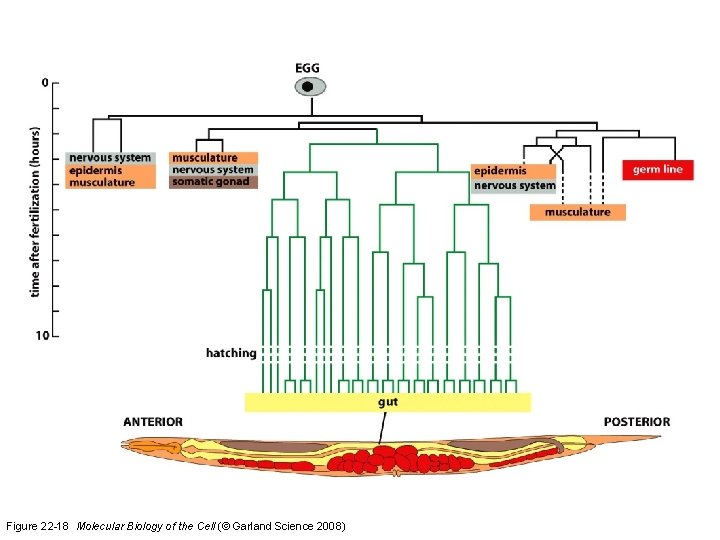 Figure 22 -18 Molecular Biology of the Cell (© Garland Science 2008) 