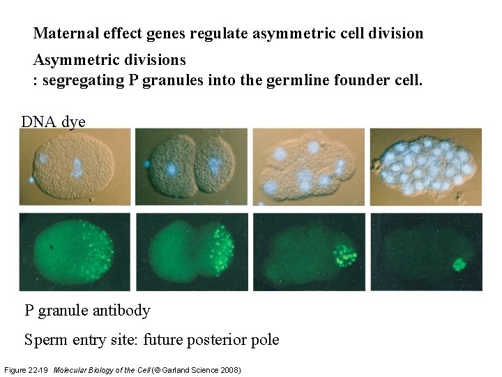 Maternal effect genes regulate asymmetric cell division Asymmetric divisions : segregating P granules into