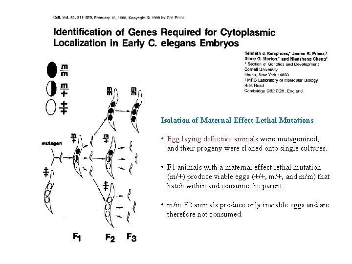 Isolation of Maternal Effect Lethal Mutations • Egg laying defective animals were mutagenized, and