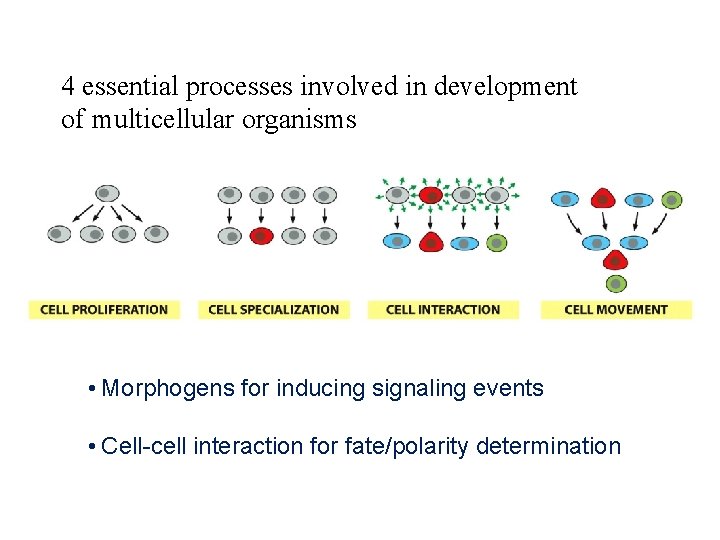 4 essential processes involved in development of multicellular organisms • Morphogens for inducing signaling