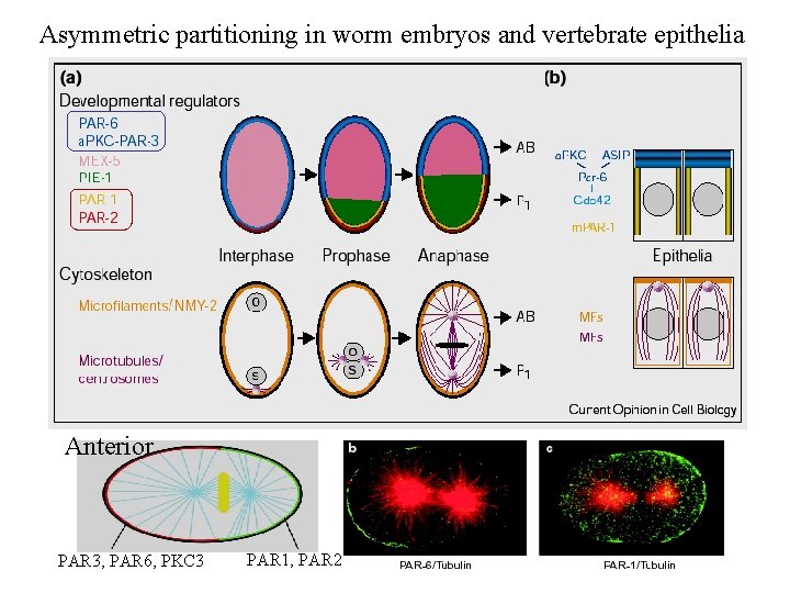 Asymmetric partitioning in worm embryos and vertebrate epithelia Anterior PAR 3, PAR 6, PKC