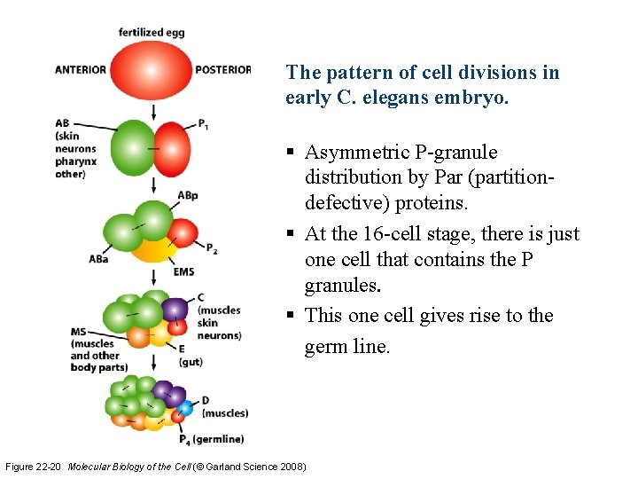 The pattern of cell divisions in early C. elegans embryo. § Asymmetric P-granule distribution