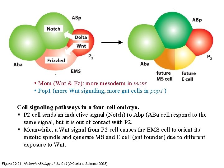  • Mom (Wnt & Fz): more mesoderm in mom • Pop 1 (more