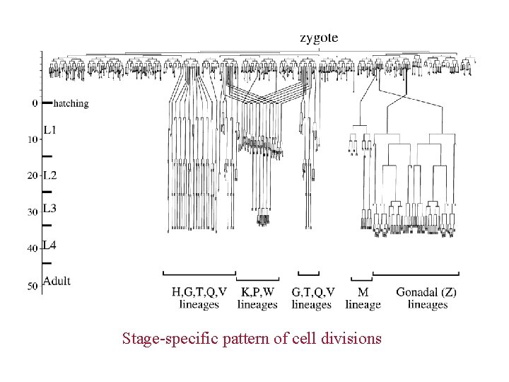 Stage-specific pattern of cell divisions 