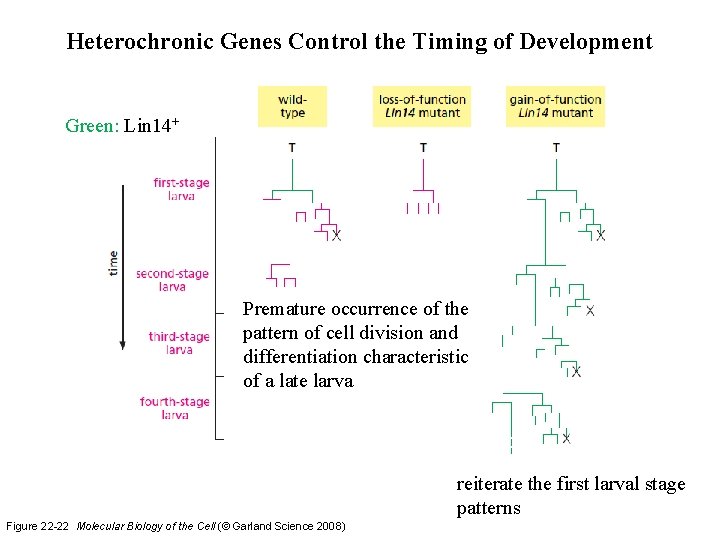 Heterochronic Genes Control the Timing of Development Green: Lin 14+ Premature occurrence of the