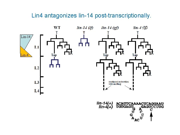 Lin 4 antagonizes lin-14 post-transcriptionally. Lin-14 Lin-4 