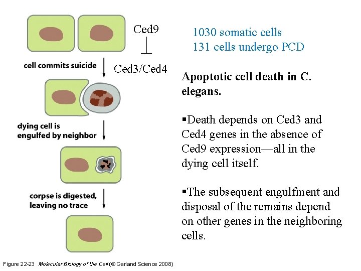 Ced 9 Ced 3/Ced 4 1030 somatic cells 131 cells undergo PCD Apoptotic cell