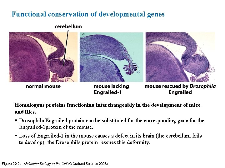 Functional conservation of developmental genes Homologous proteins functioning interchangeably in the development of mice