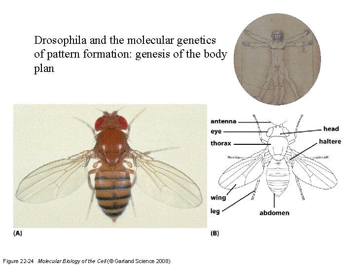 Drosophila and the molecular genetics of pattern formation: genesis of the body plan Figure