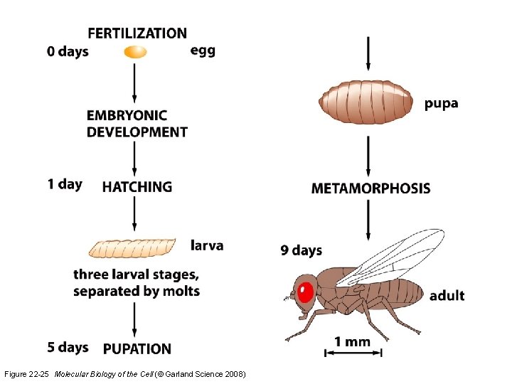 Figure 22 -25 Molecular Biology of the Cell (© Garland Science 2008) 