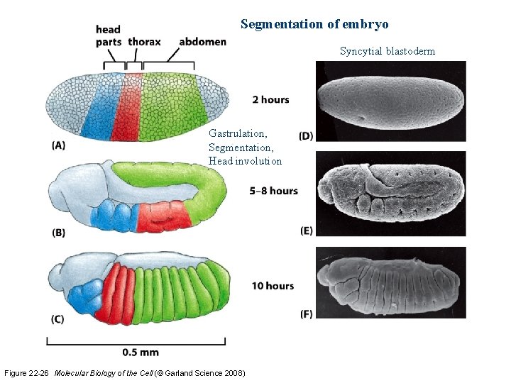 Segmentation of embryo Syncytial blastoderm Gastrulation, Segmentation, Head involution Figure 22 -26 Molecular Biology