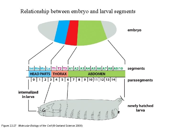 Relationship between embryo and larval segments Figure 22 -27 Molecular Biology of the Cell