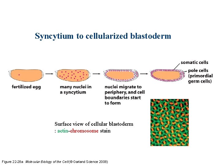 Syncytium to cellularized blastoderm Surface view of cellular blastoderm : actin-chromosome stain Figure 22