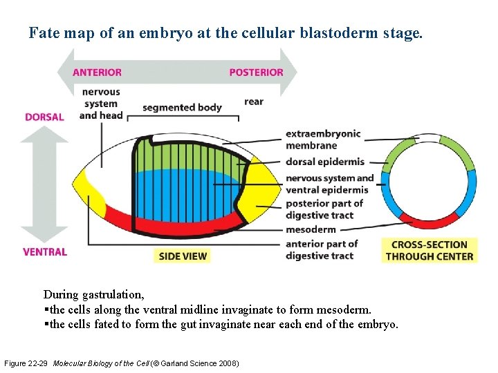 Fate map of an embryo at the cellular blastoderm stage. During gastrulation, §the cells