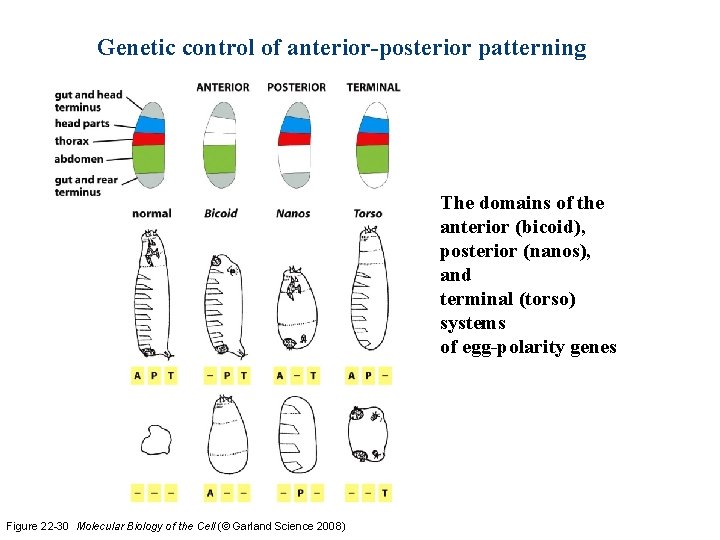 Genetic control of anterior-posterior patterning The domains of the anterior (bicoid), posterior (nanos), and