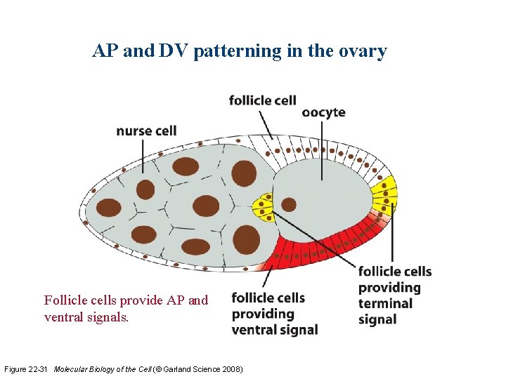 AP and DV patterning in the ovary Follicle cells provide AP and ventral signals.