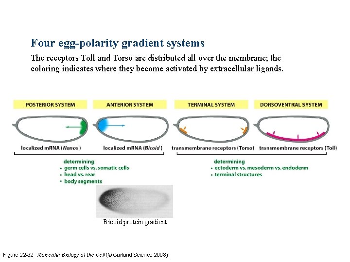 Four egg-polarity gradient systems The receptors Toll and Torso are distributed all over the