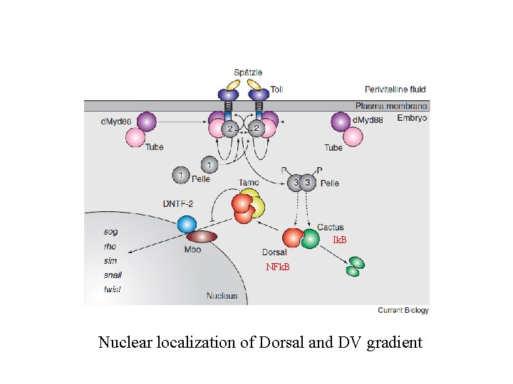 Ik. B NFk. B Nuclear localization of Dorsal and DV gradient 